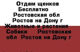 Отдам щенков! Бесплатно!!! - Ростовская обл., Ростов-на-Дону г. Животные и растения » Собаки   . Ростовская обл.,Ростов-на-Дону г.